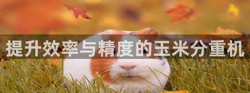 顺盈娱乐棋牌官网地址：提升效率与精度的玉米分重机